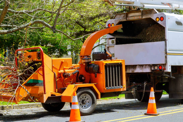 Best Tree Removal  in USA